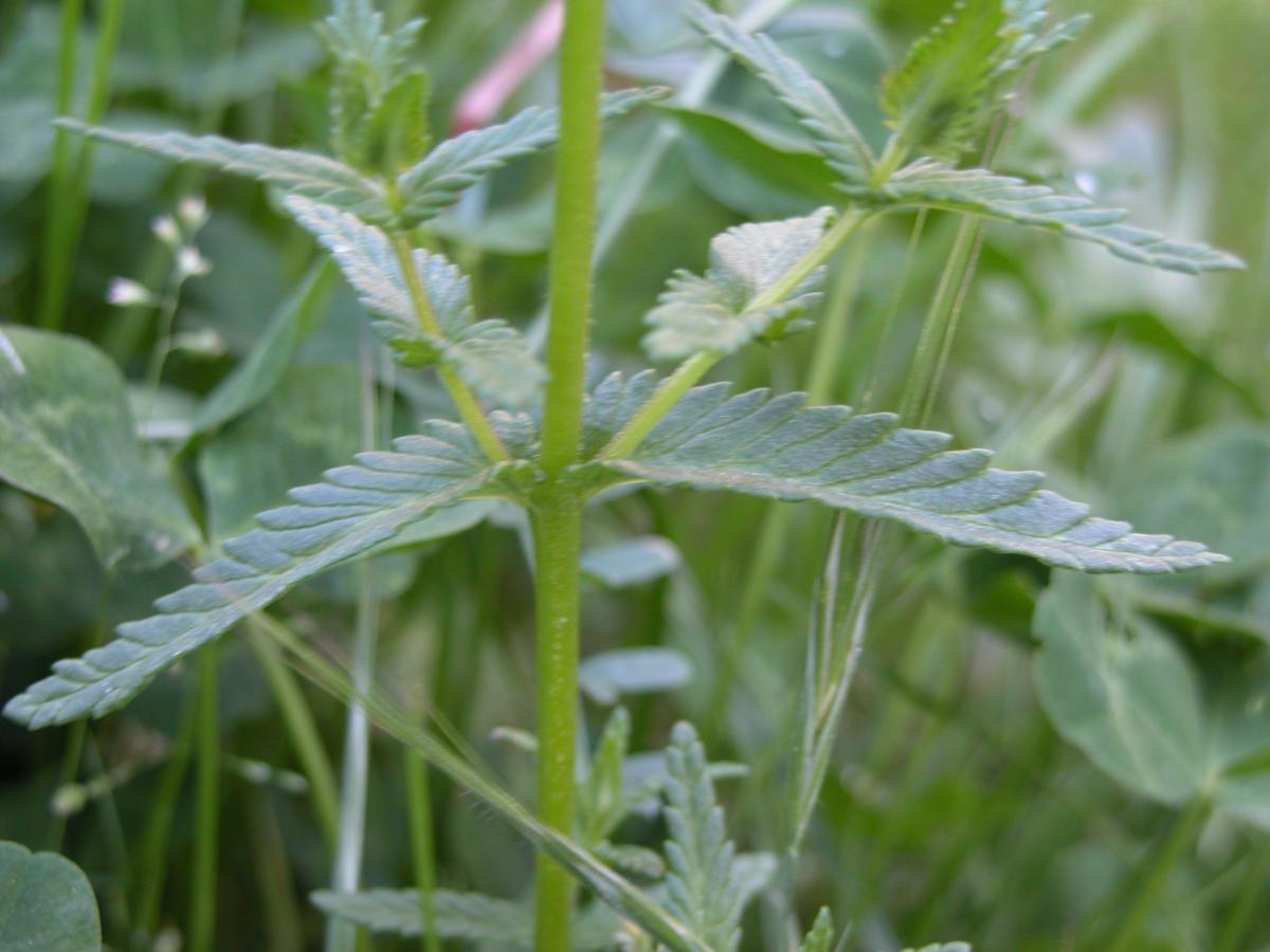 Yellow Rattle, Common leaf